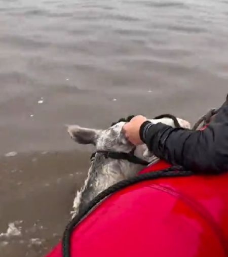 Дед Мазай по Аргентински