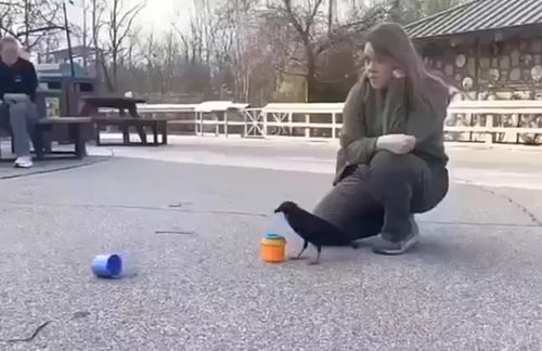 Интеллектуальная птица⁠⁠