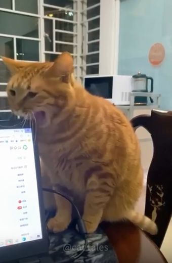 Кошачье притворство