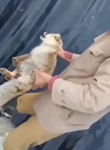 Подниматель пингвинов, выкидыватель лис - нужные профессии⁠⁠