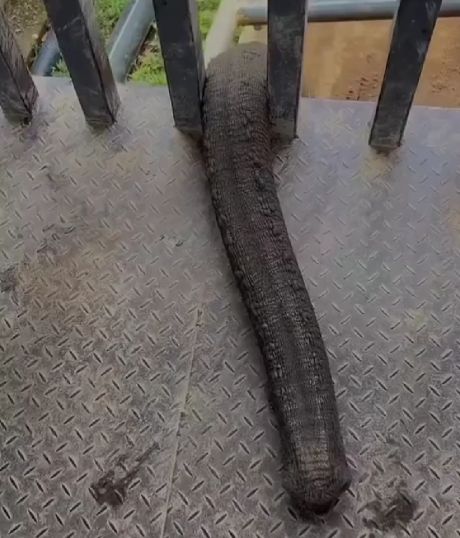 Загадочное существо⁠⁠