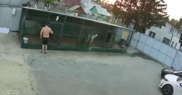 Домашние волки напали на человека