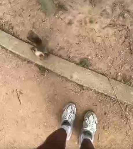 Здравствуй бешенство!