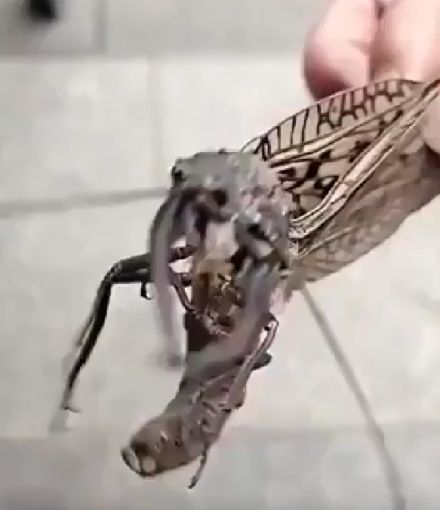 Муха Добсона⁠⁠