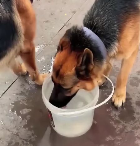Как собаки пьют воду
