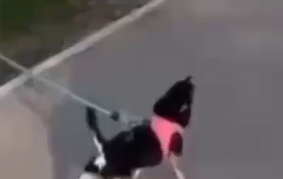 Намордник одевать надо!⁠⁠