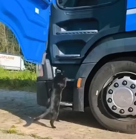 Кот дальнобойщик - на фуре той, сиденье занимает молодой⁠⁠