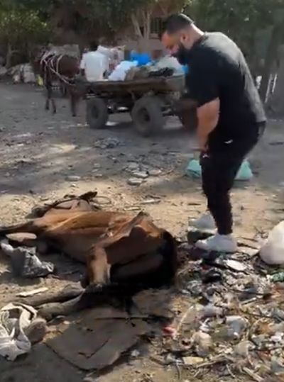 А сегодня мы реанимируем лошадку