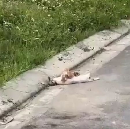 Спасение мамы кошки
