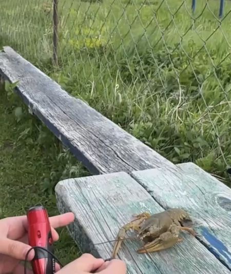 Рак на горе свистнул