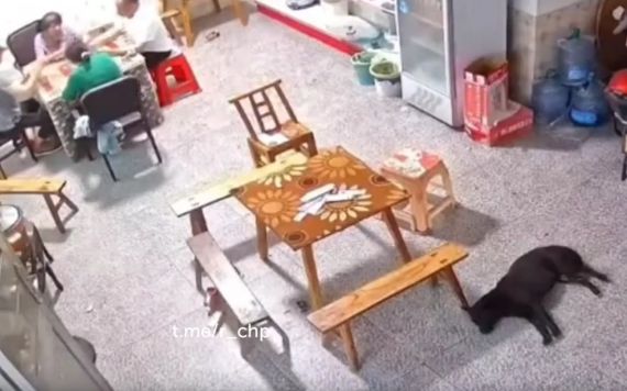 Загадка: Четыре китайца за столиком играют в лото. Спит собака. Что произойдет через 10 секунд?