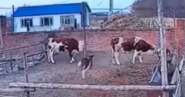 Это всё гены
