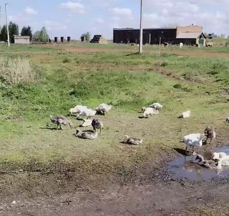 У военного отставника и на хозяйстве порядок⁠⁠