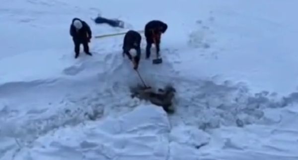 Моряки атомного ледокола спасли лосиху из Енисея, застрявшую между льдинами