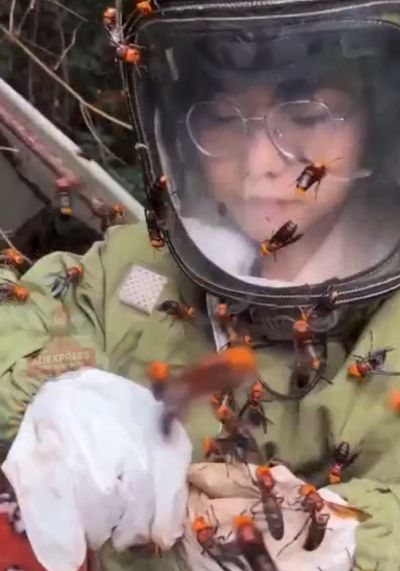 Азиатские шершни