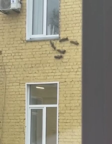 Белка привела целый выводок бельчат в кировский роддом