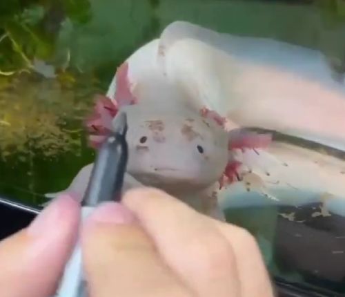 Крутой аксолотль⁠⁠