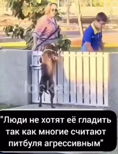 Осторожно! Добрая собака⁠⁠
