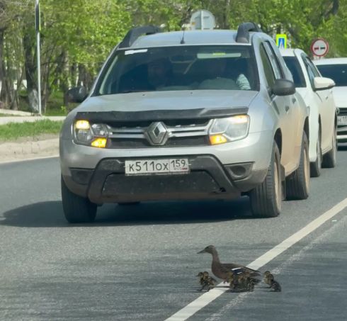 Мама утка и водители⁠⁠