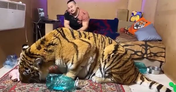 Домашний кот весом 600 кг