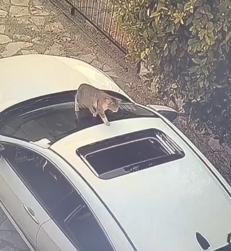 А кот то профи