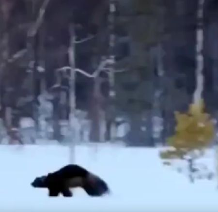 Вот же бесстрашная зверюга: Росомаха сражается со стаей волков