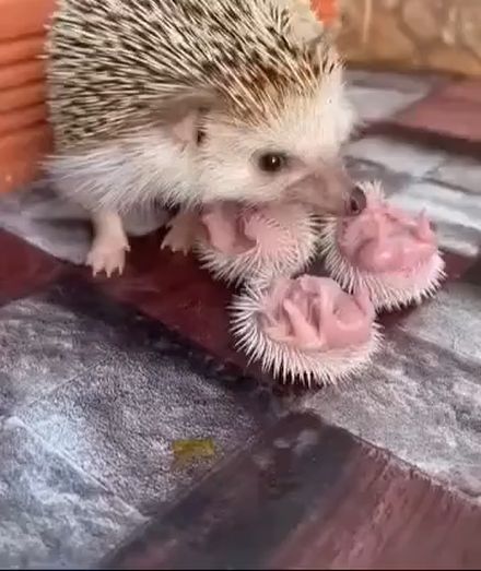 Милое ёжиковое⁠⁠