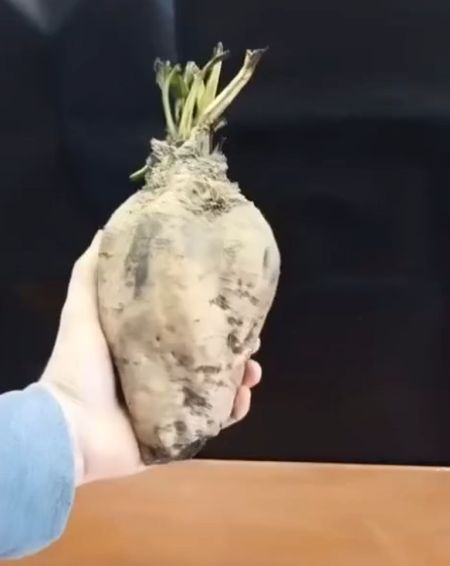Получаем сахар в домашних условиях⁠⁠