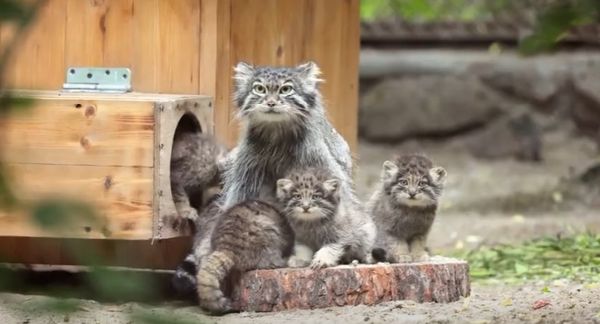 Шесть котят родилось у манула Снежинки в Новосибирском зоопарке!