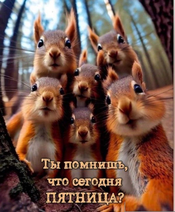 Пятничный алкоюмор 27.06.2025