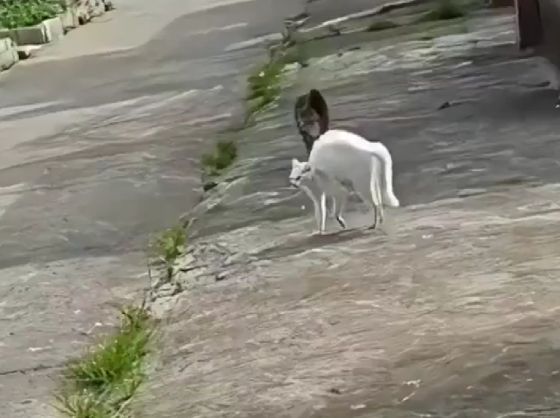 Гопники на районе⁠⁠