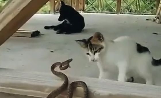 Кот против змеи