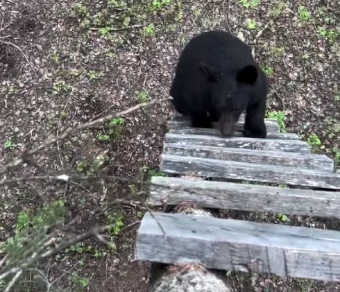 Уронили мишку на пол