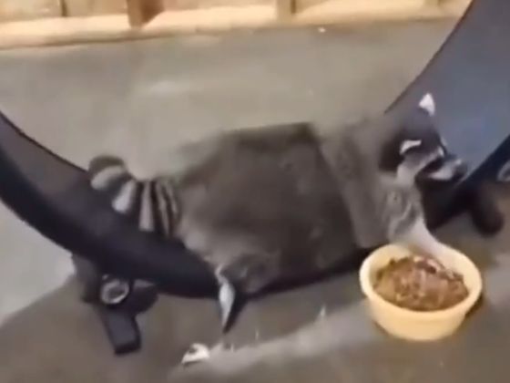 Енот на спорте