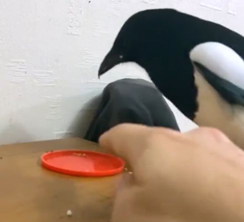 Третий раз был перебором⁠⁠