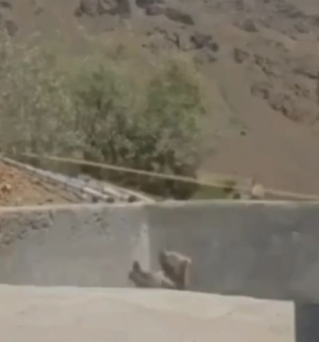 В Дагестане медведь угодил в ловушку, пытаясь вылезти из чужого двора