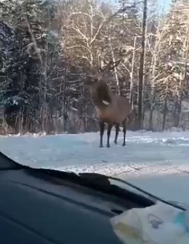 Красавец такой