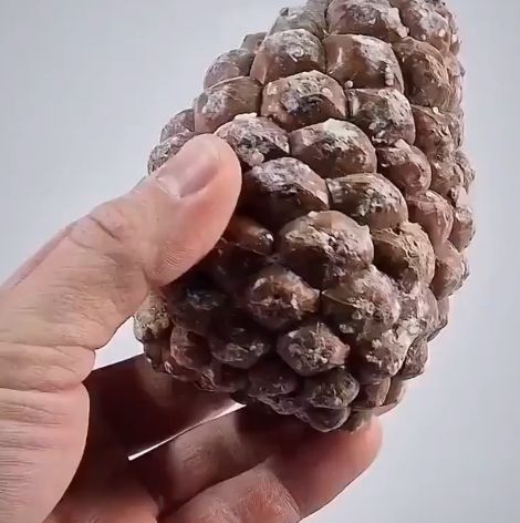 Двухлетняя съемка сосны, растущей из семени, сжатая до 60 секунд⁠⁠