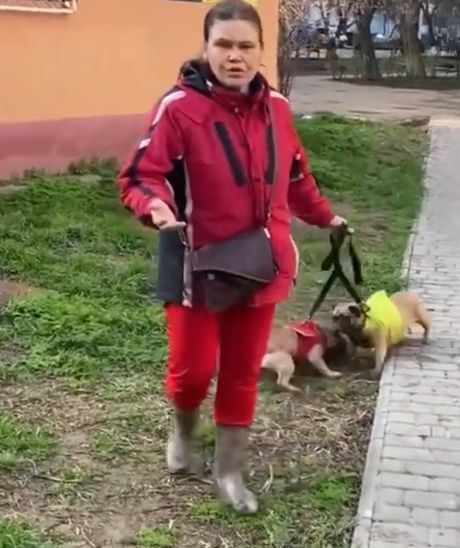В Одессе мопсы женщины напали на ежа⁠⁠