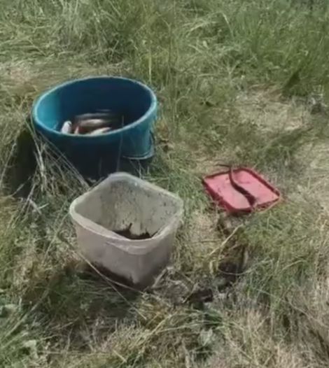 Кого только не подкармливают рыбаки!