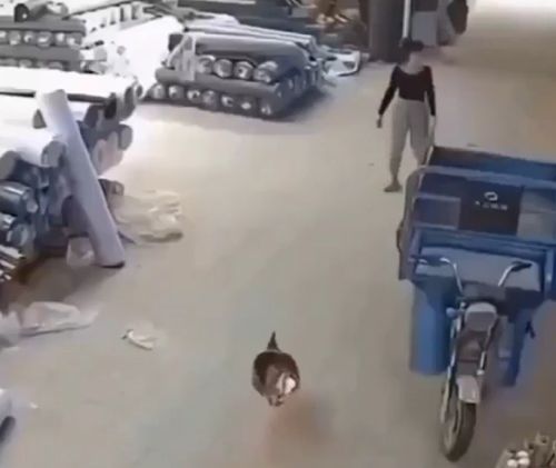 Бой