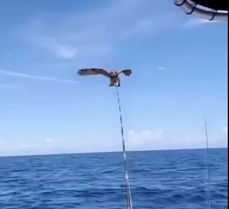 Сова устала и заблудилась в море, ее спасли и вернули на берег двое парней
