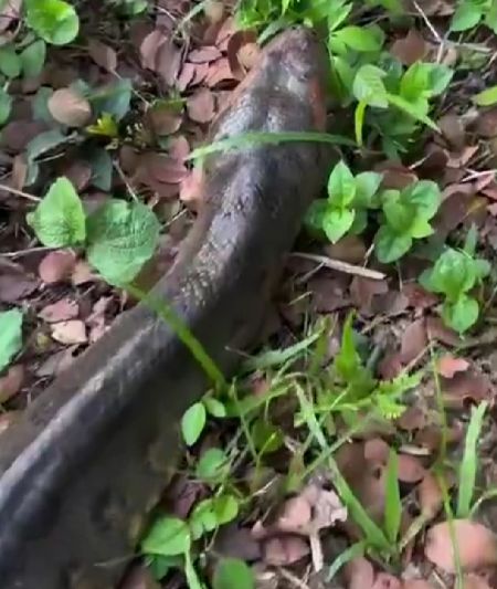 Во Флориде неожиданно активизировались из-за жары некоторые чуваки