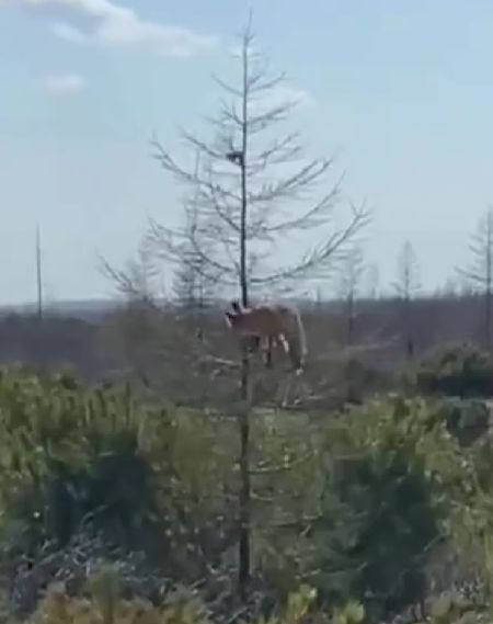 Приключения лисы и бурундука на Сахалине