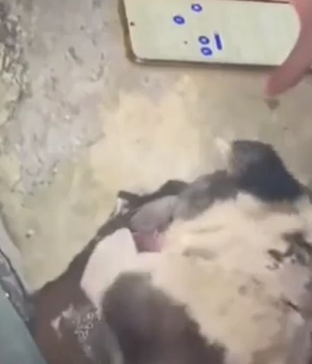 Пёс помог спасти котенка после оползня