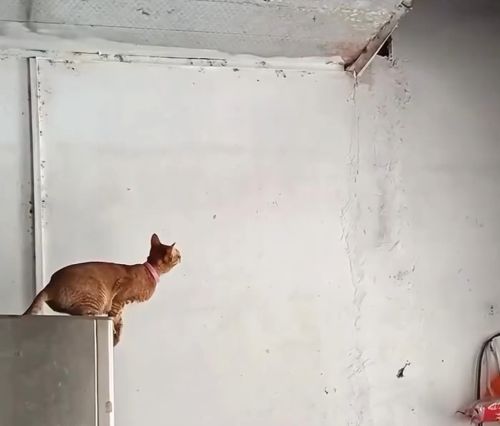 Ямакаси⁠⁠