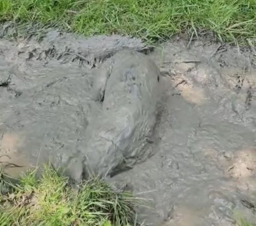 И не капли сожаления на этой грязной морде...⁠⁠