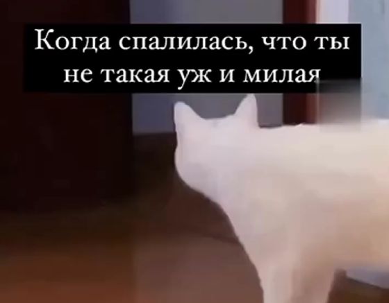 Мяяяууу⁠⁠