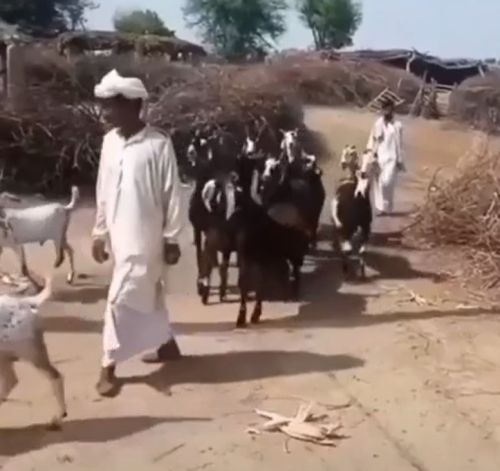 Эти козы называются «Nachi Goats», что буквально означает «Танцующие козы»