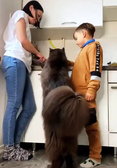 Маленький котик очень хочет кушать⁠⁠